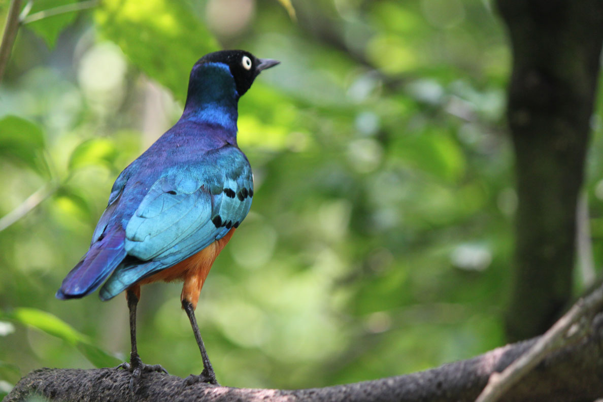Little blue provided ample photo opportunities. Another reason to visit the bird park!
