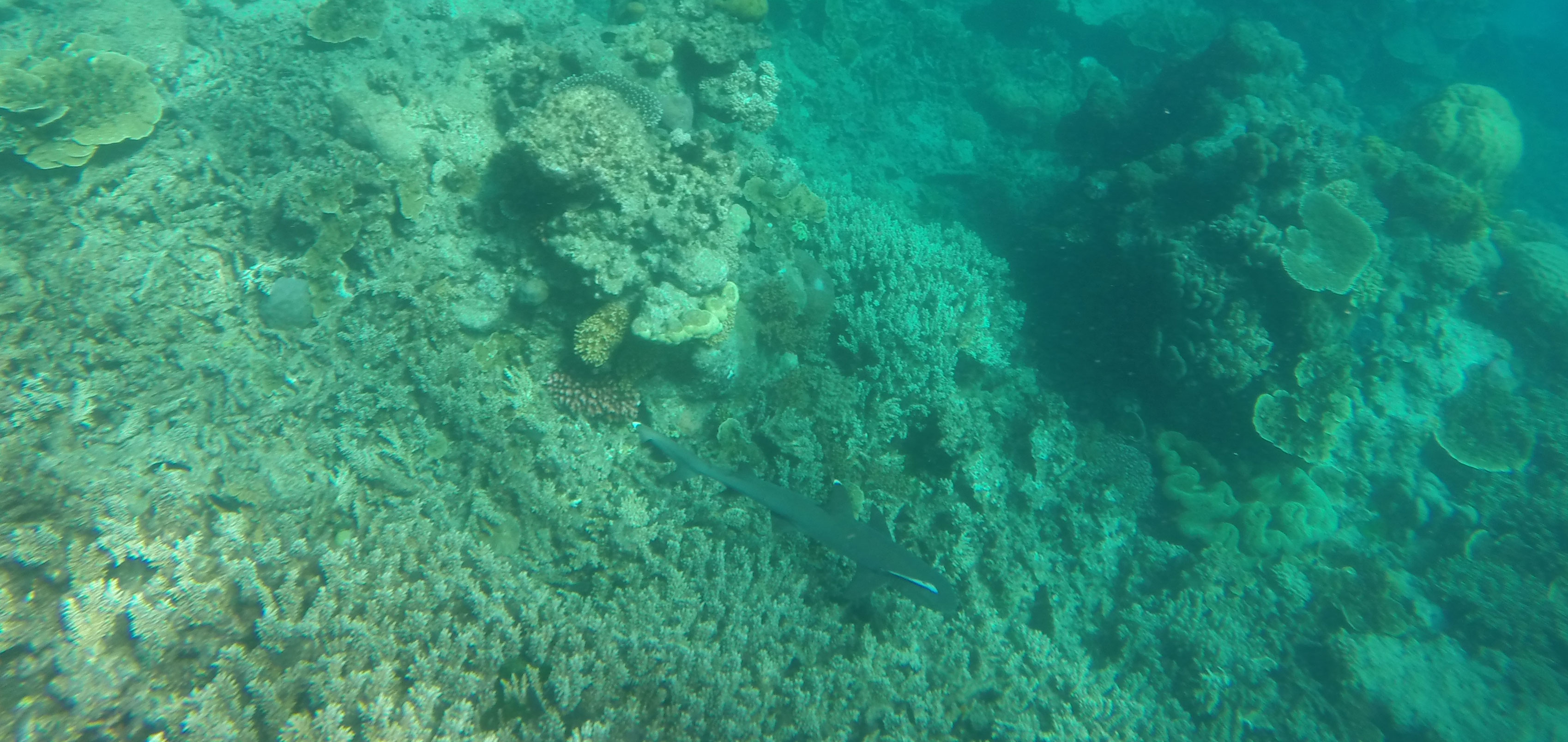 Snorkelling The Great Barrier Reef