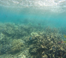 Snorkelling The Great Barrier Reef