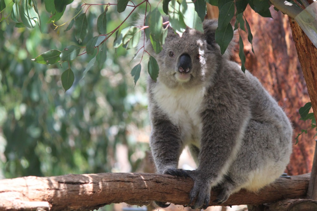 Visiting Phillip Island Yourowntrail