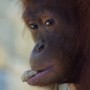Sepilok Orangutans
